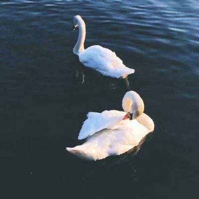 ROR体育官网登录入口