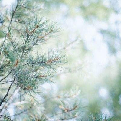 管家婆期期四肖四码中特管家